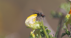 Mallophthiria lanata