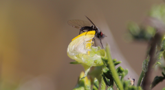 Mallophthiria lanata