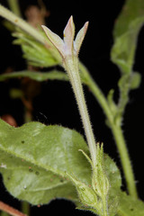 Nicotiana alata