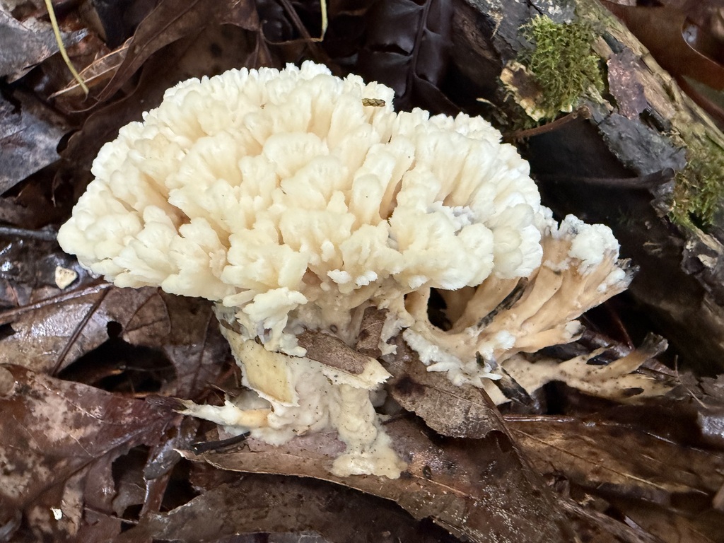 Sebacina sp. 'schweinitzii-IN01'