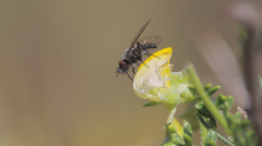 Mallophthiria lanata