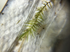 Fontinalis novae-angliae