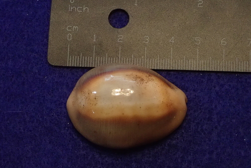Lyncina ventriculus observed 2019-10-05