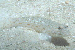 Istigobius rigilius