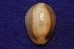 Lyncina ventriculus