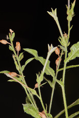 Nicotiana alata
