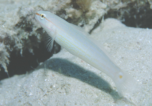 Orange-striped goby (Amblygobius decussatus) — Gobiidae — 5