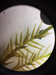 Fontinalis novae-angliae