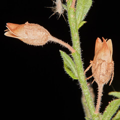 Nicotiana alata