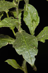 Nicotiana alata