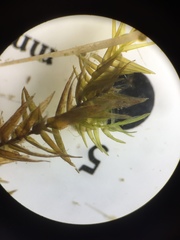 Fontinalis novae-angliae