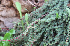 Camphorosma monspeliaca