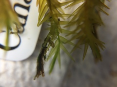 Fontinalis novae-angliae