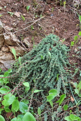 Camphorosma monspeliaca