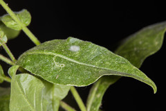 Nicotiana alata
