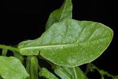 Nicotiana alata