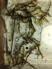 Fontinalis novae-angliae