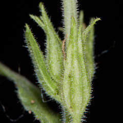 Nicotiana alata