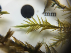 Fontinalis novae-angliae