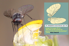 Mallophthiria lanata