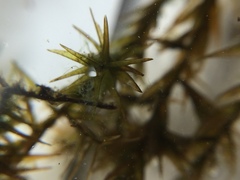 Fontinalis novae-angliae