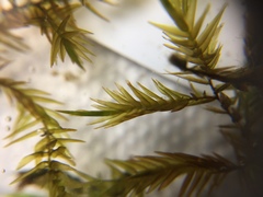 Fontinalis novae-angliae