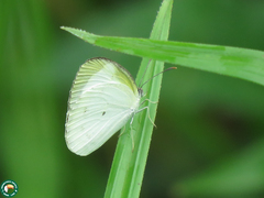 Eurema agave