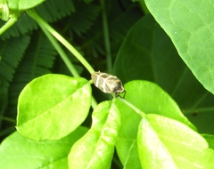 Aeneolamia albofasciata