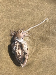 Sepia plangon