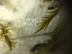 Fontinalis novae-angliae