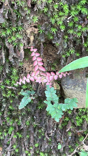 Adiantum flabellulatum iNat (1)