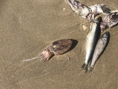 Sepia plangon
