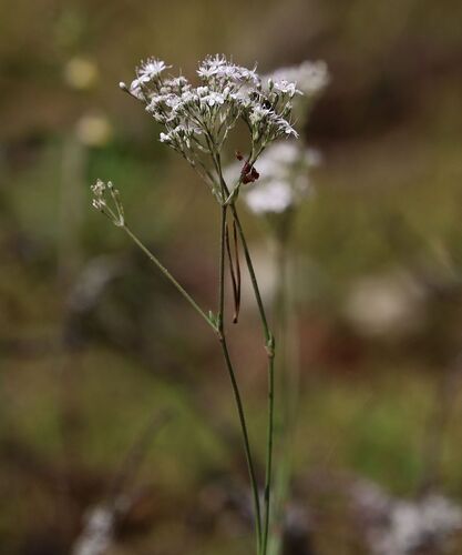 Fastigiate Gypsophila (Gypsophila fastigiata)