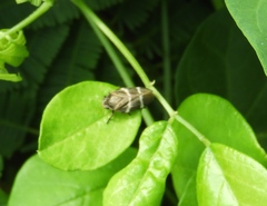 Aeneolamia albofasciata