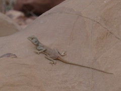 Pseudotrapelus sinaitus