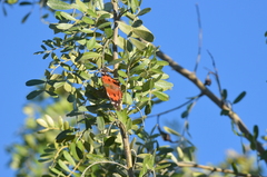 Vanessa tameamea