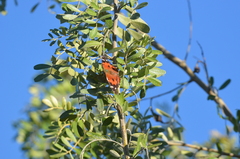 Vanessa tameamea
