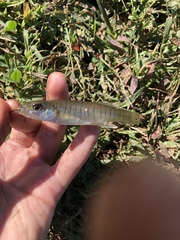 Fundulus diaphanus diaphanus