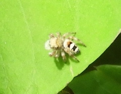 Phidippus pacosauritus
