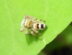 Phidippus pacosauritus