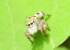 Phidippus pacosauritus