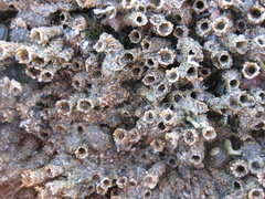Neosabellaria kaiparaensis