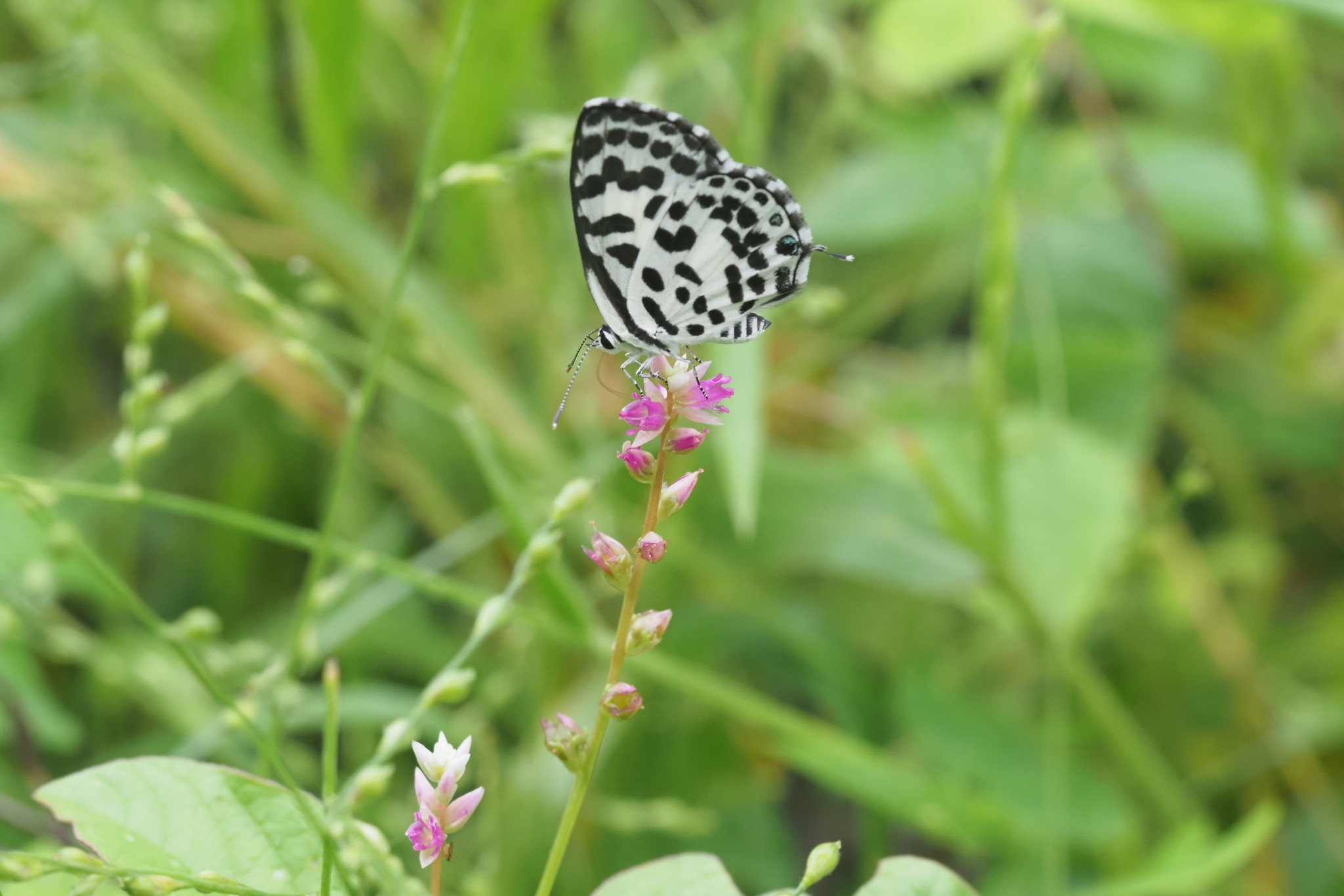 Common Pierrot