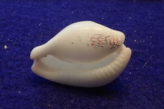 Calpurnus verrucosus
