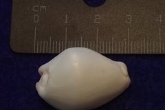Calpurnus verrucosus