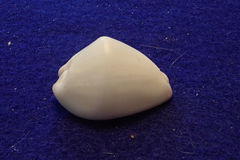 Calpurnus verrucosus