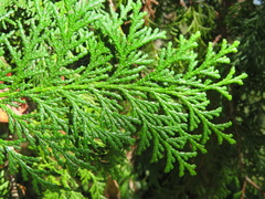 Chamaecyparis obtusa