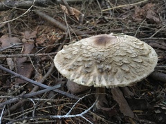 Rhacodium