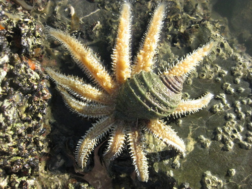 Eleven-armed Sea Star, photo 5 of 9