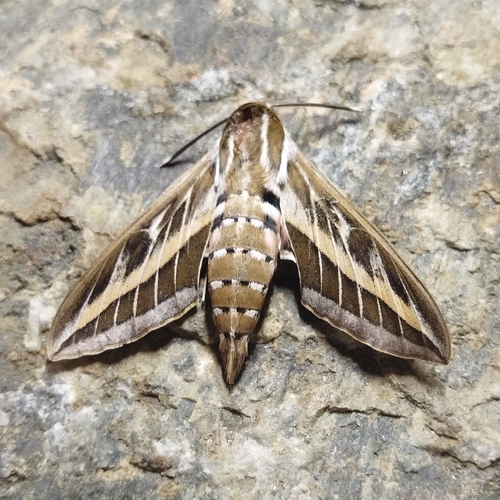 Striped Hawkmoth photo 3